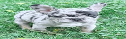 French Bulldog dogs for sale: French Bulldog 2 - Ad 3