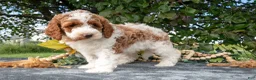Miniature Poodle dogs for sale: Tinkerbell - Ad 3