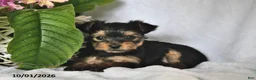 Yorkshire Terrier dogs for sale: Twinkles - Ad 4