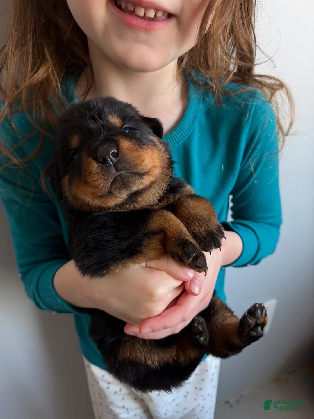 Rottweiler dogs for sale: Bear - Ad 5