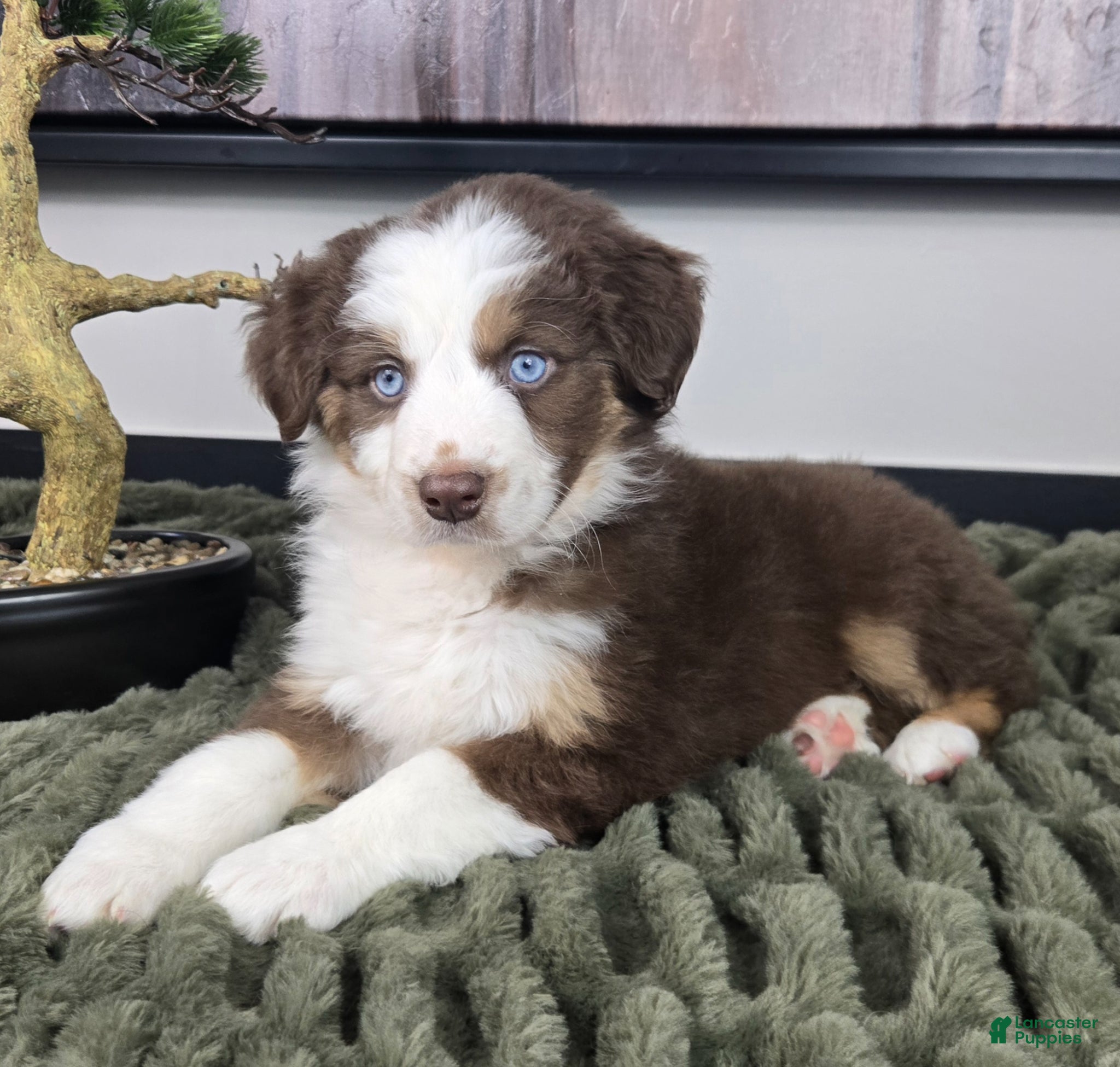 Miniature Australian Shepherd dogs Sarah - Ad 1