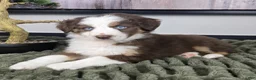 Miniature Australian Shepherd dogs for sale: Sarah - Ad 1