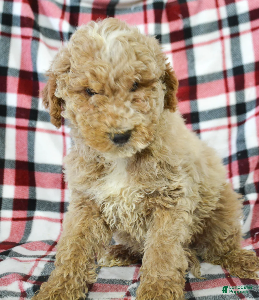 Miniature Poodle dogs for sale: Miniature Poodle Puppy 2 Pepper - Ad 2