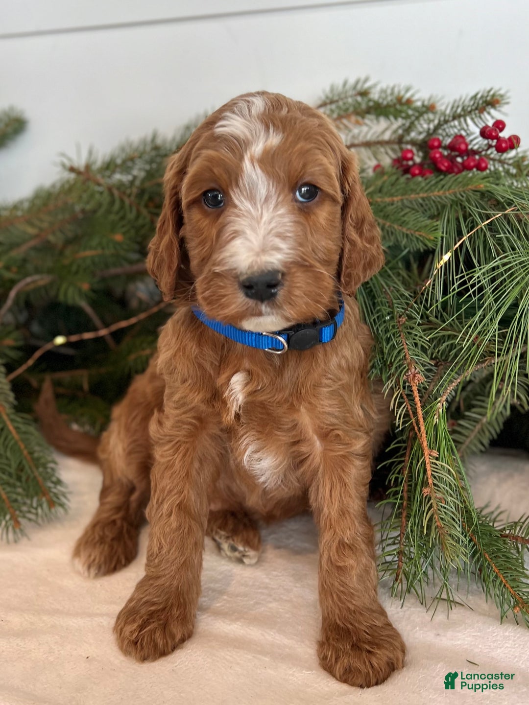 Irish Doodle dogs for sale: Theodore  - Ad 3