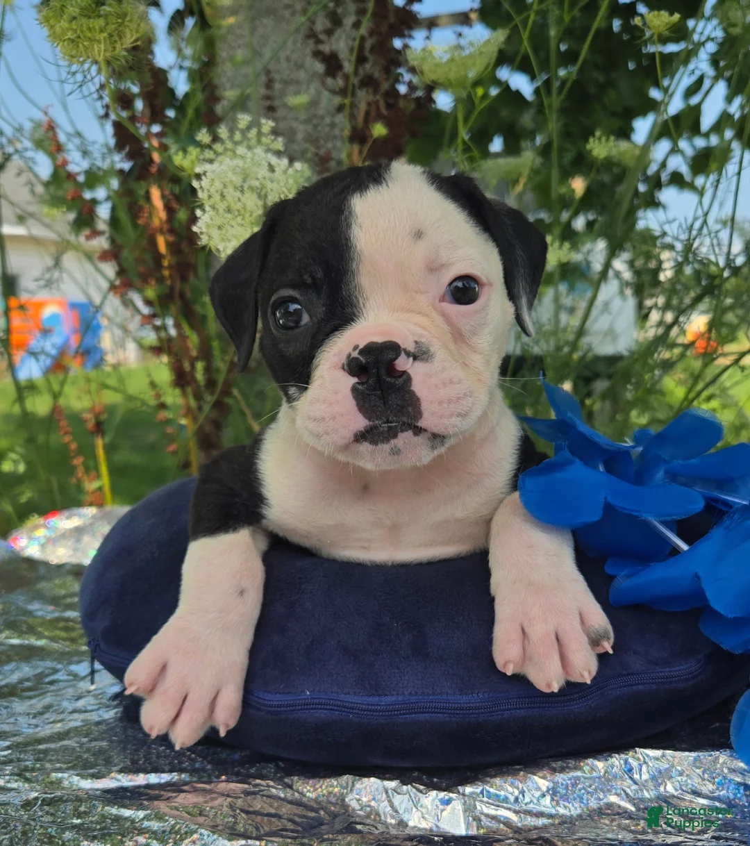 Olde English Bulldogge dogs for sale: Joey - Ad 1