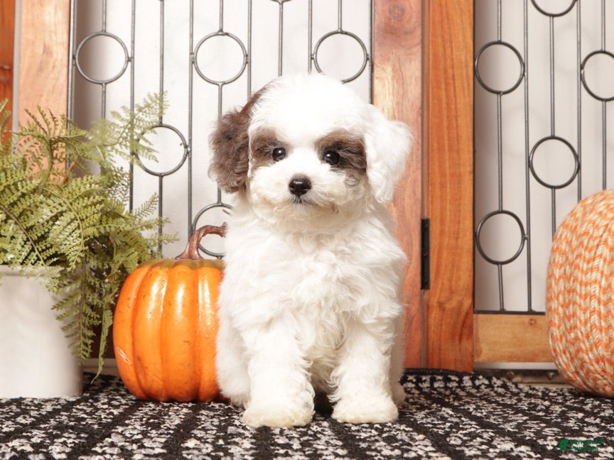 Miniature Poodle dogs Ivy Female Toy Poodle ICA  - Ad 1