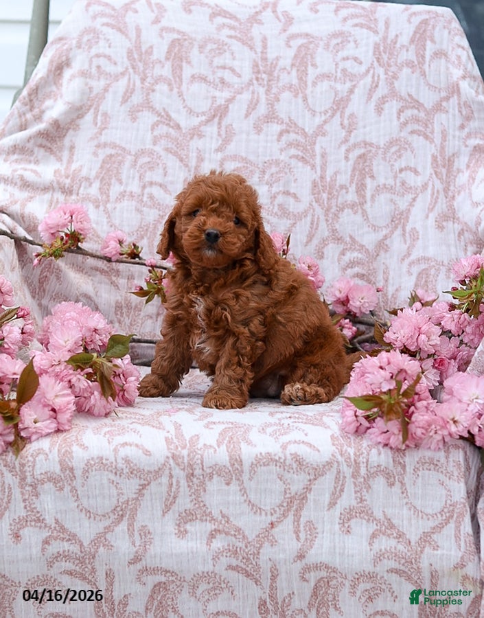 Cockapoo dogs Katie - Ad 2