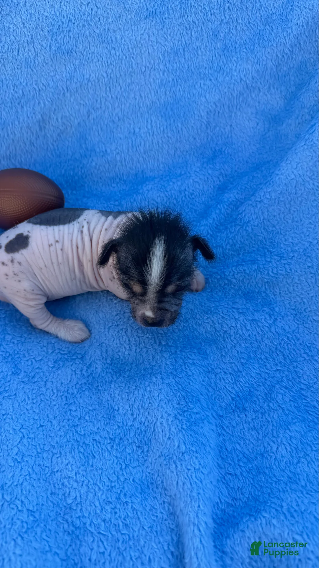 Mixed Breed dogs for sale: Mixed Breed Puppy 2 - Ad 2