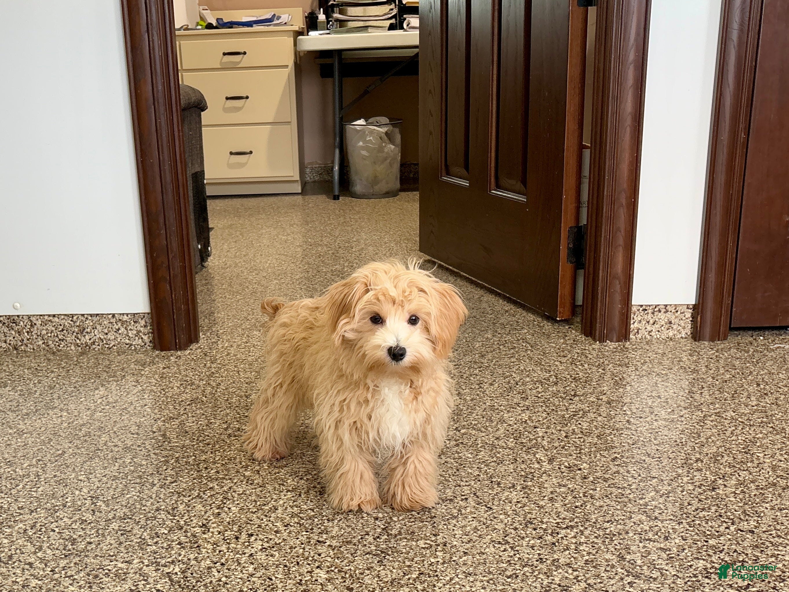 Maltipoo dogs Drew - Ad 2