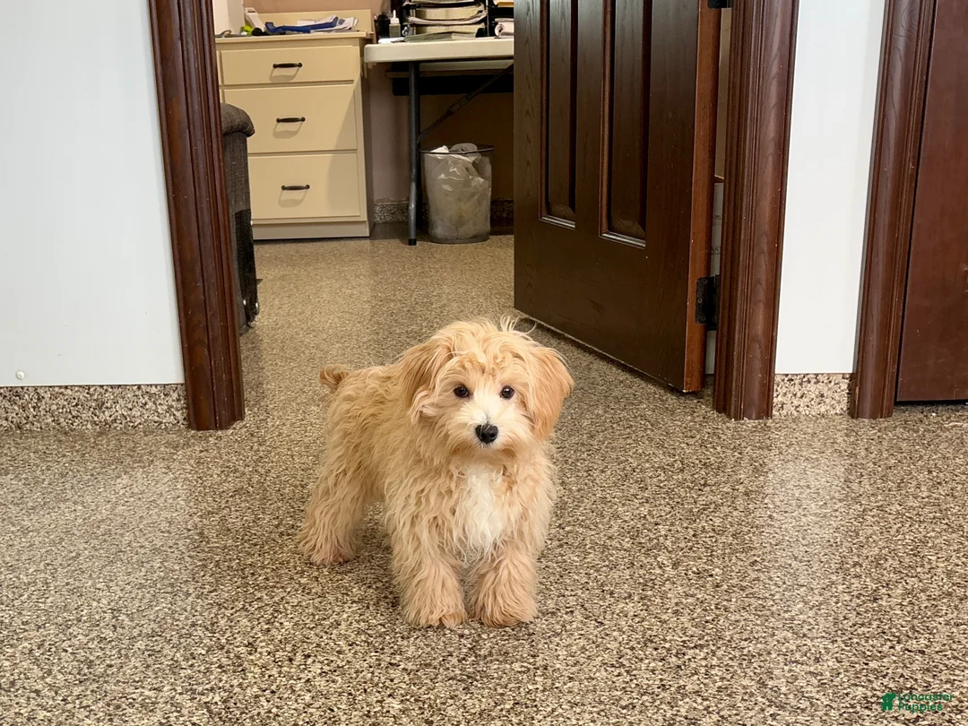 Maltipoo dogs for sale: Drew - Ad 2