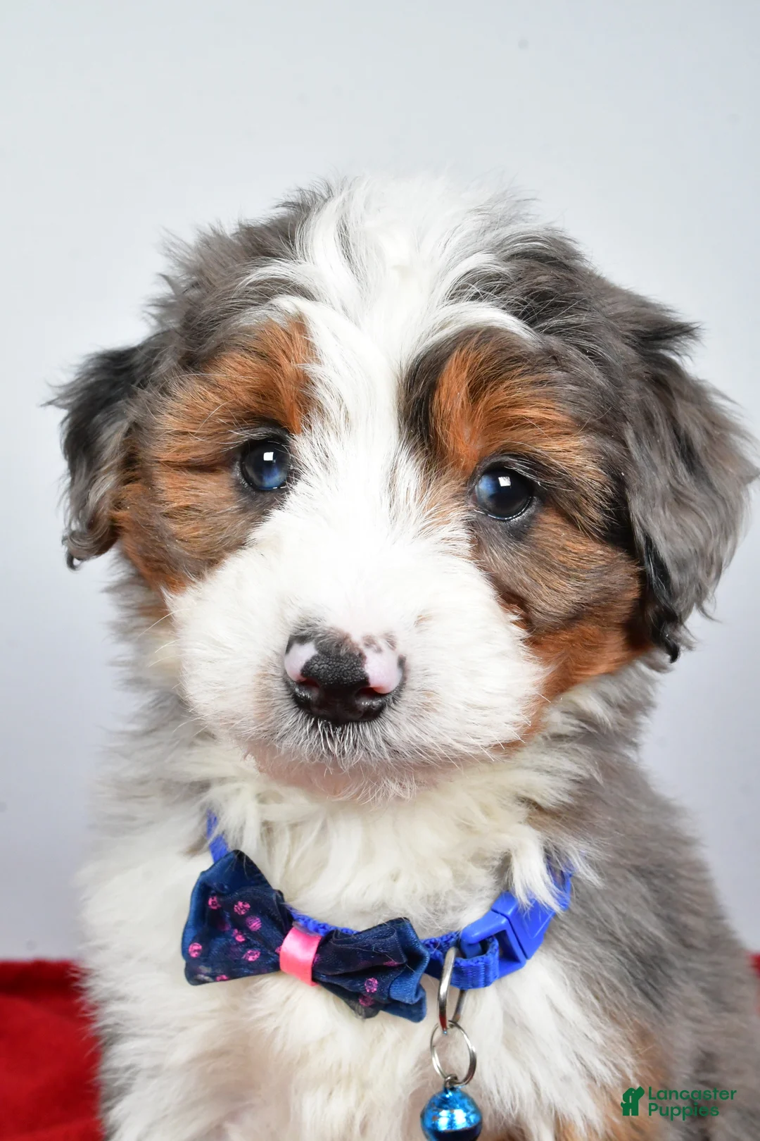 Mini Aussiedoodle dogs for sale: Gabrielle - Ad 4