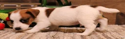 Jack Russell Terrier dogs for sale: Smith is white w/ tri markings - Ad 4