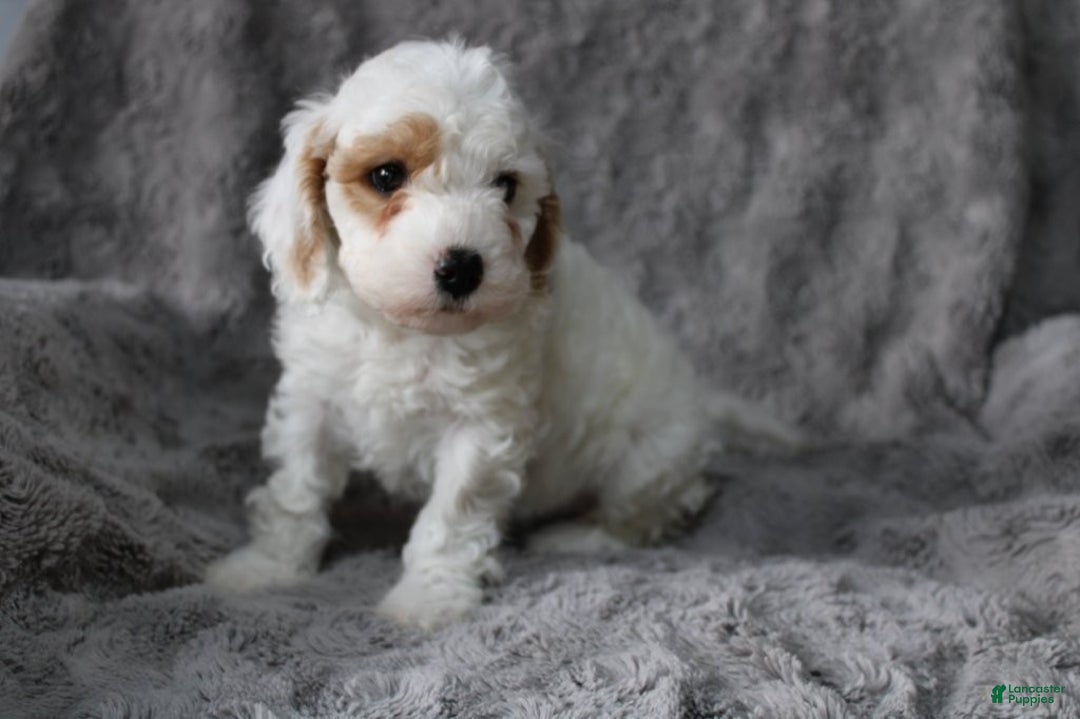 Mixed Breed dogs for sale: CavaPooChon male - JOB - Ad 6
