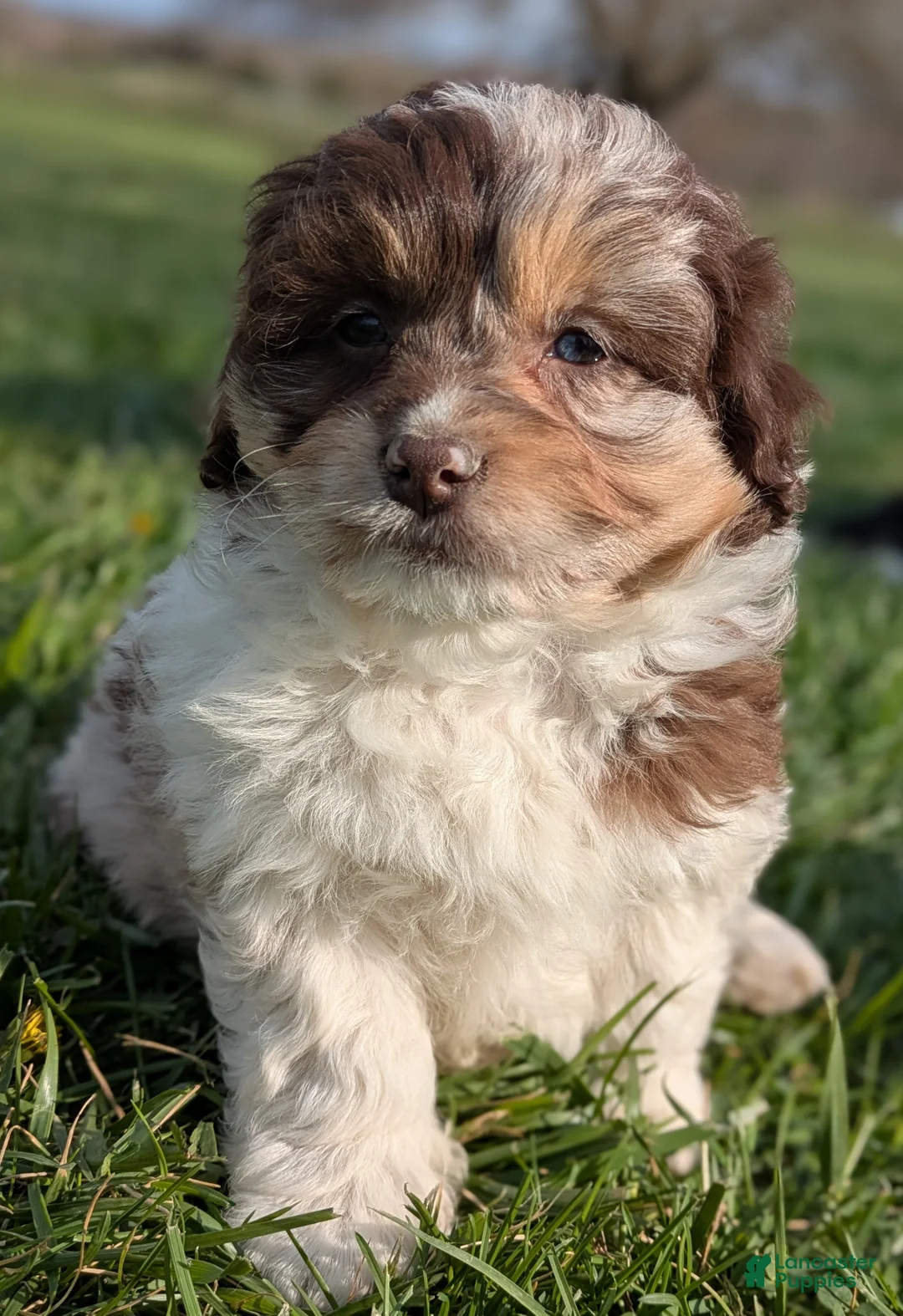 Aussiedoodle dogs for sale: Aussiedoodle Puppy 3 - Ad 1
