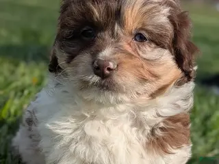 Aussiedoodle dogs Aussiedoodle Puppy 3 - Ad 5