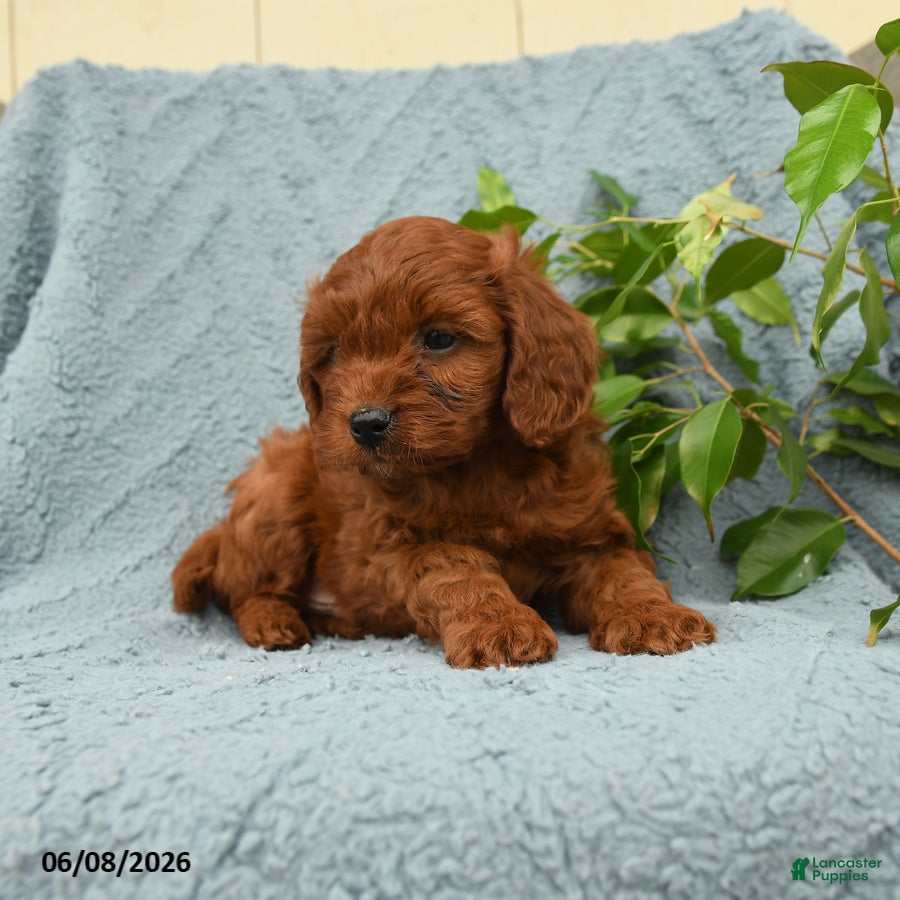 Cavapoo dogs Hamlet - Ad 2