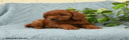 Cavapoo dogs for sale: Hamlet - Ad 2