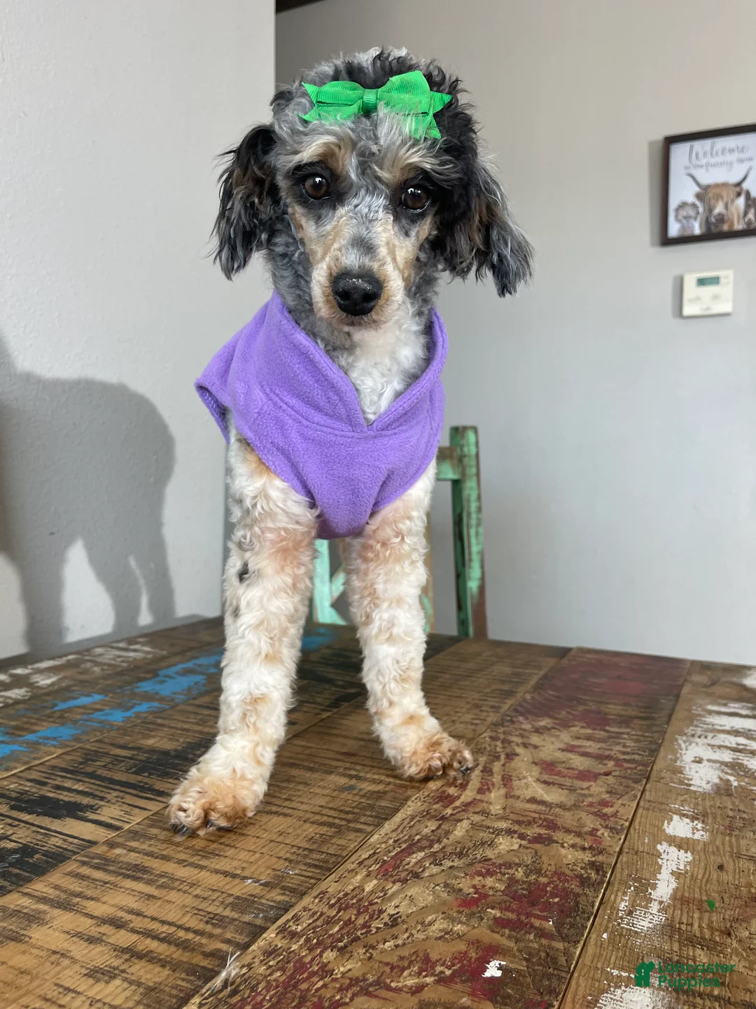Miniature Poodle dogs for sale: Akc Blue Merle Parti Phantom  - Ad 6
