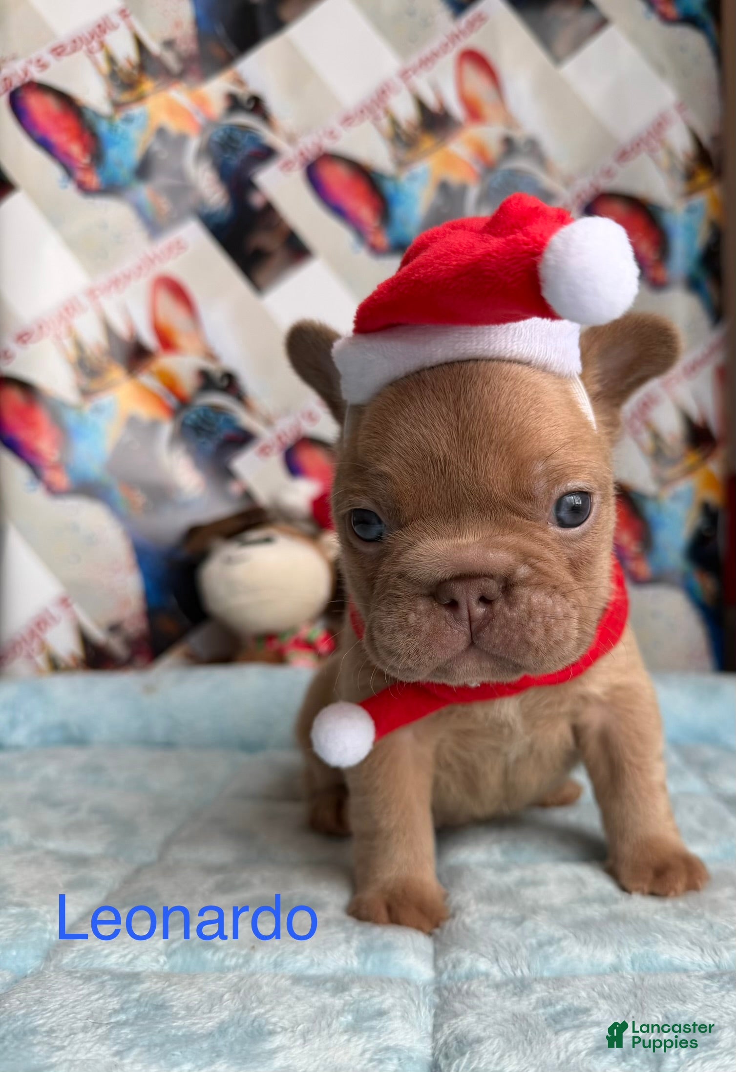French Bulldog dogs Leonardo - Ad 6