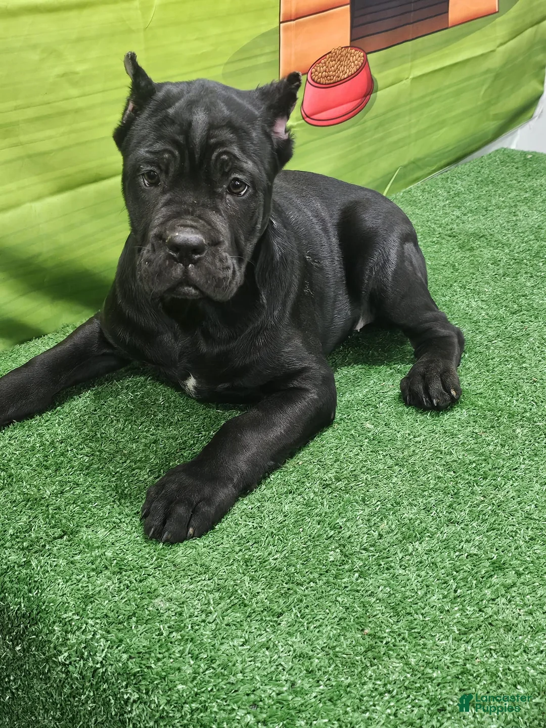 Cane Corso dogs for sale: GIZZEL - Ad 6