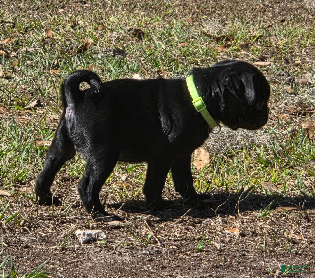 Pug dogs for sale: Montie - Ad 4