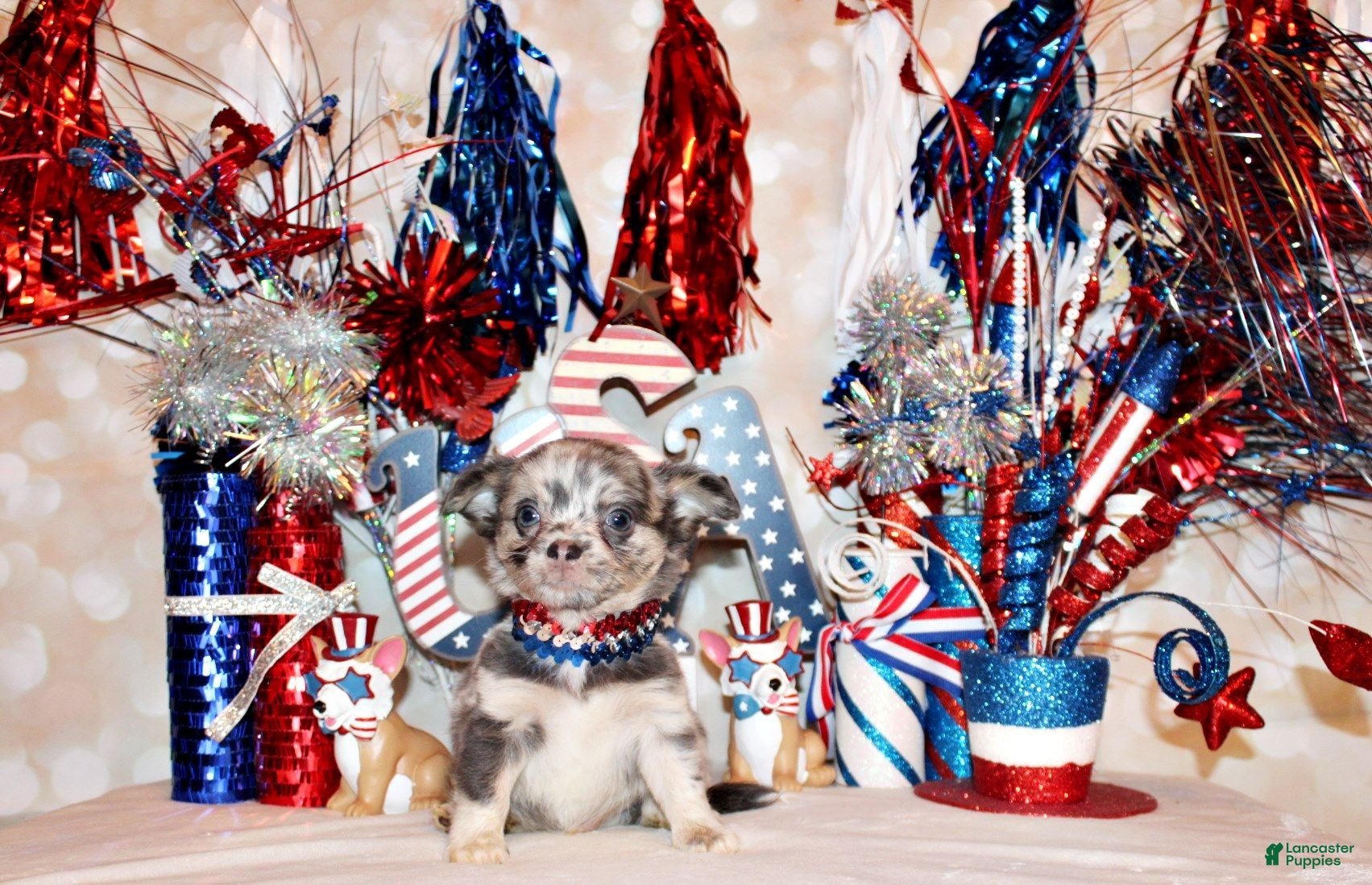 Chihuahua dogs Elgin - Ad 2