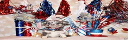 Chihuahua dogs for sale: Elgin - Ad 2