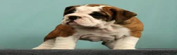 English Bulldog dogs for sale: Daisy - Ad 7
