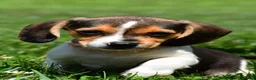 Beagle dogs for sale: Velvet - Ad 8