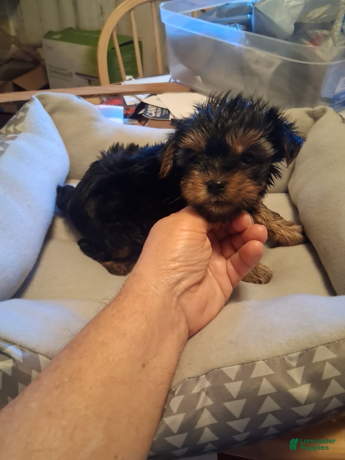 Yorkshire Terrier dogs Elvis - Ad 2