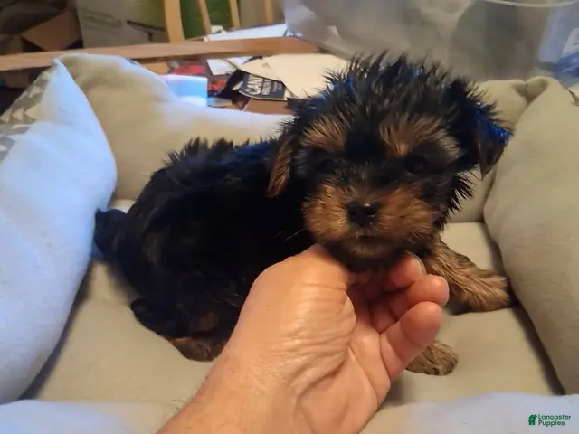 Yorkshire Terrier dogs Elvis - Ad 2