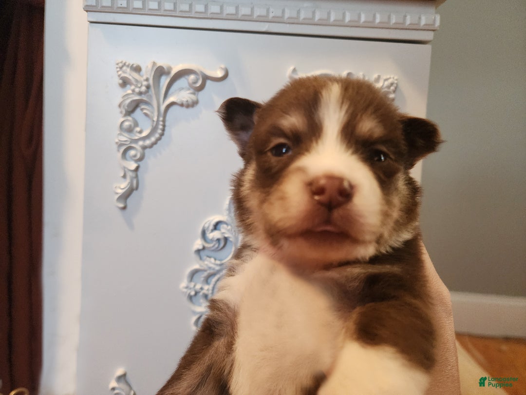 Pomsky dogs for sale: Bowser - Ad 2