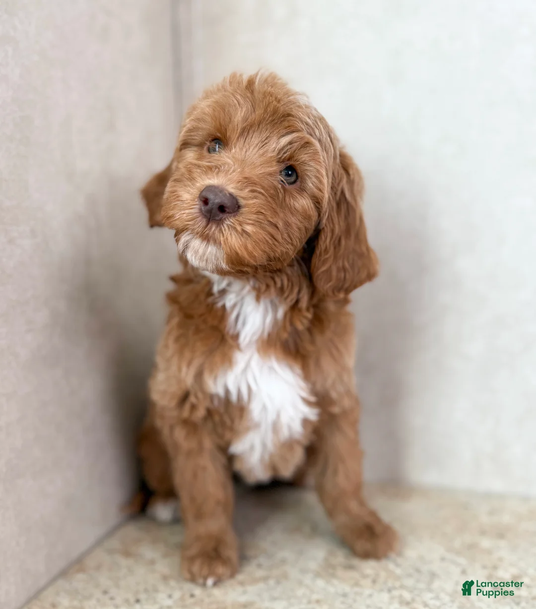 Goldendoodle dogs for sale: Merry - Ad 5
