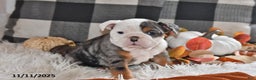 Olde English Bulldogge dogs for sale: Sadie - Ad 7