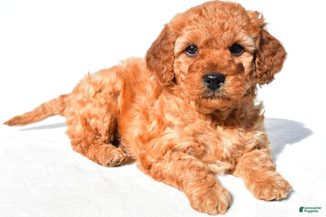Mini Goldendoodle dogs for sale: Lily - Ad 10