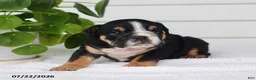 English Bulldog dogs for sale: Callie - Ad 5