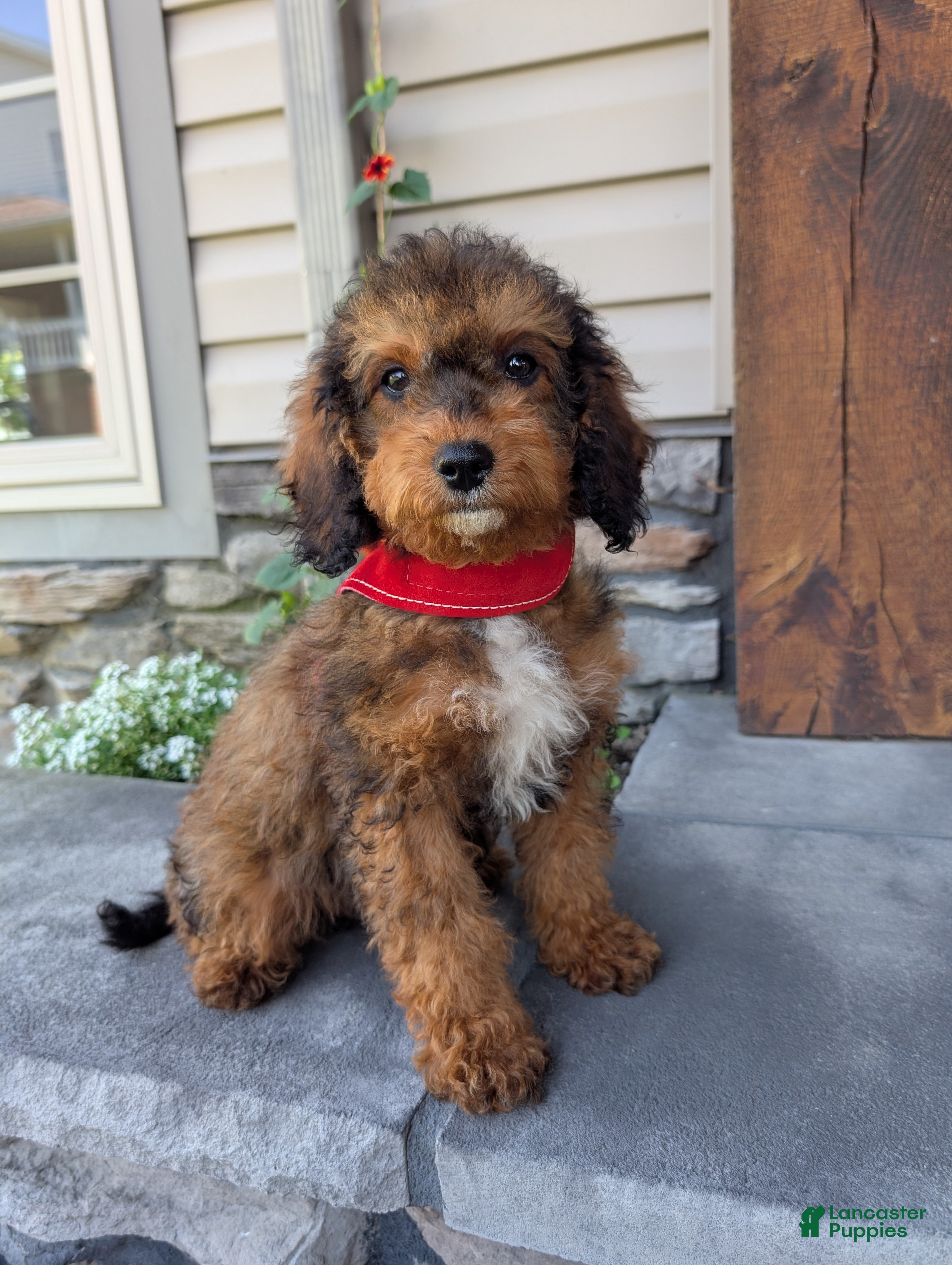 Cavapoo dogs for sale: Marley - Ad 2