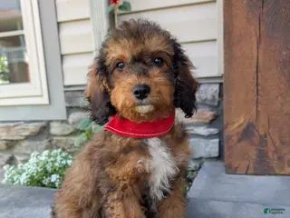Cavapoo dogs for sale: Marley - Ad 2