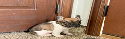French Bulldog dogs for sale: French Bulldog Puppy 2 - Ad 5