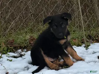 German Shepherd dogs Orange - Ad 17