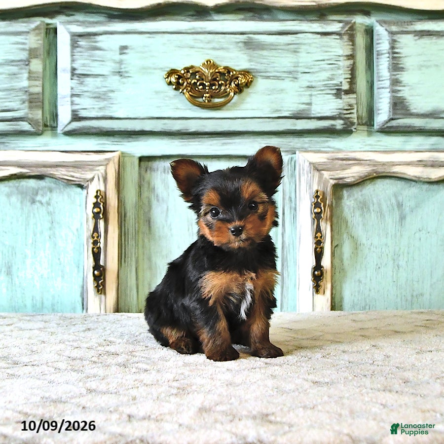 Stella (Yorkshire Terrier, Female) in Topeka, IN