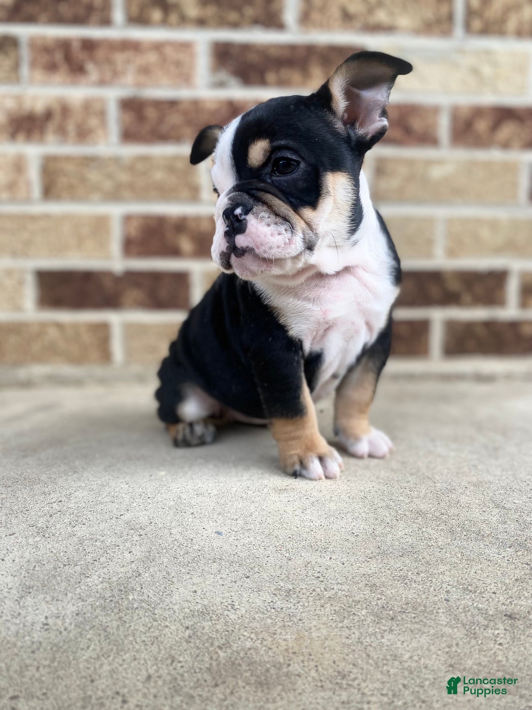 English Bulldog dogs for sale: Frida - Ad 4