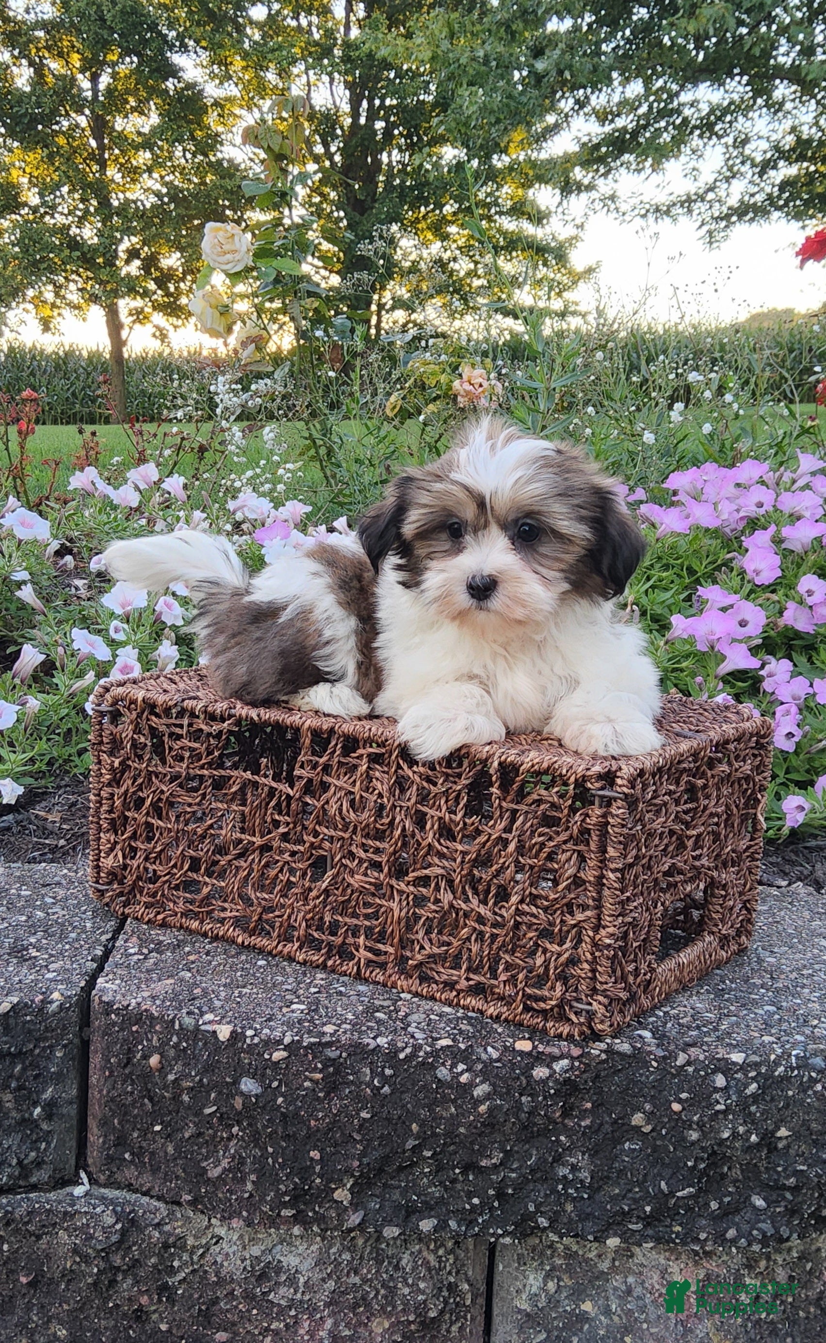 Mixed Breed dogs for sale: Ember - Ad 2