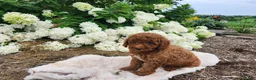 Miniature Poodle dogs for sale: Bella  - Ad 4