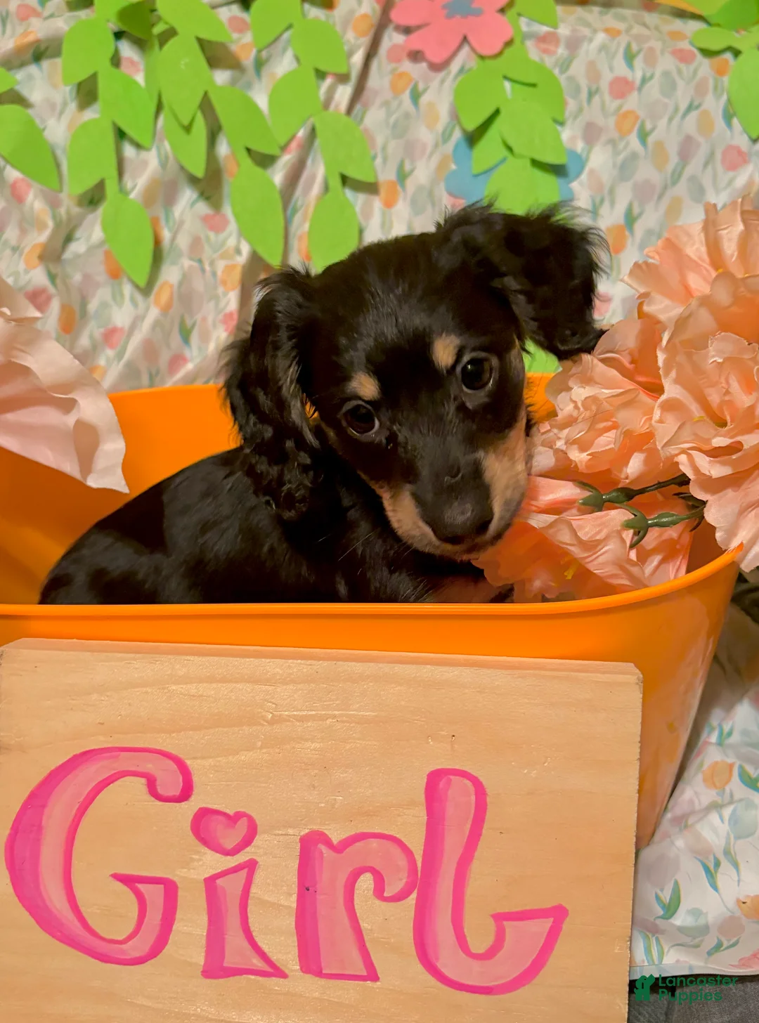 Miniature Dachshund dogs for sale: Florin - Ad 1