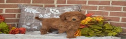 Toy Poodle dogs for sale: Tessa - Ad 4