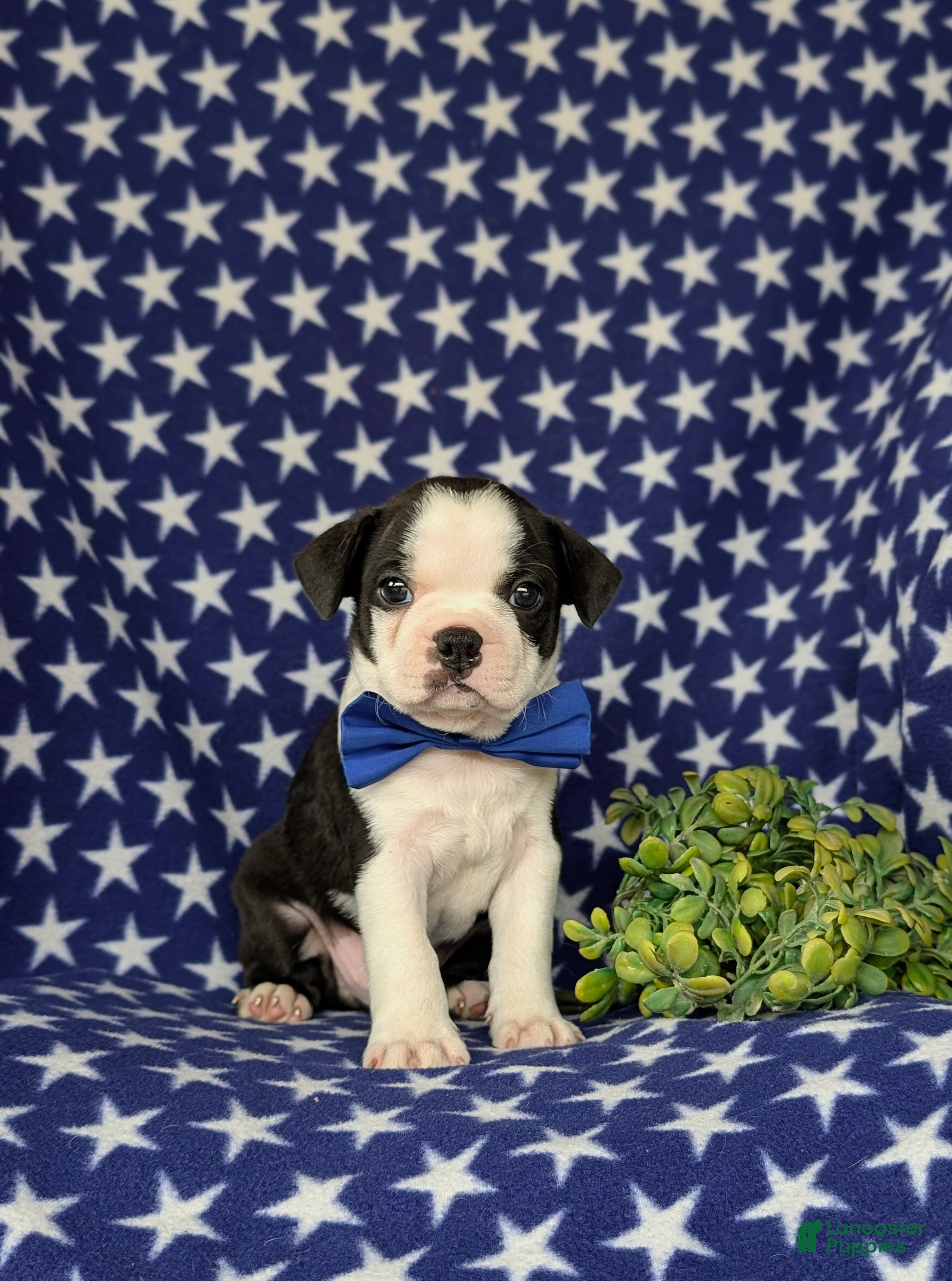 Boston Terrier dogs Brent - Ad 1