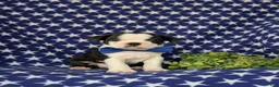Boston Terrier dogs for sale: Brent - Ad 1