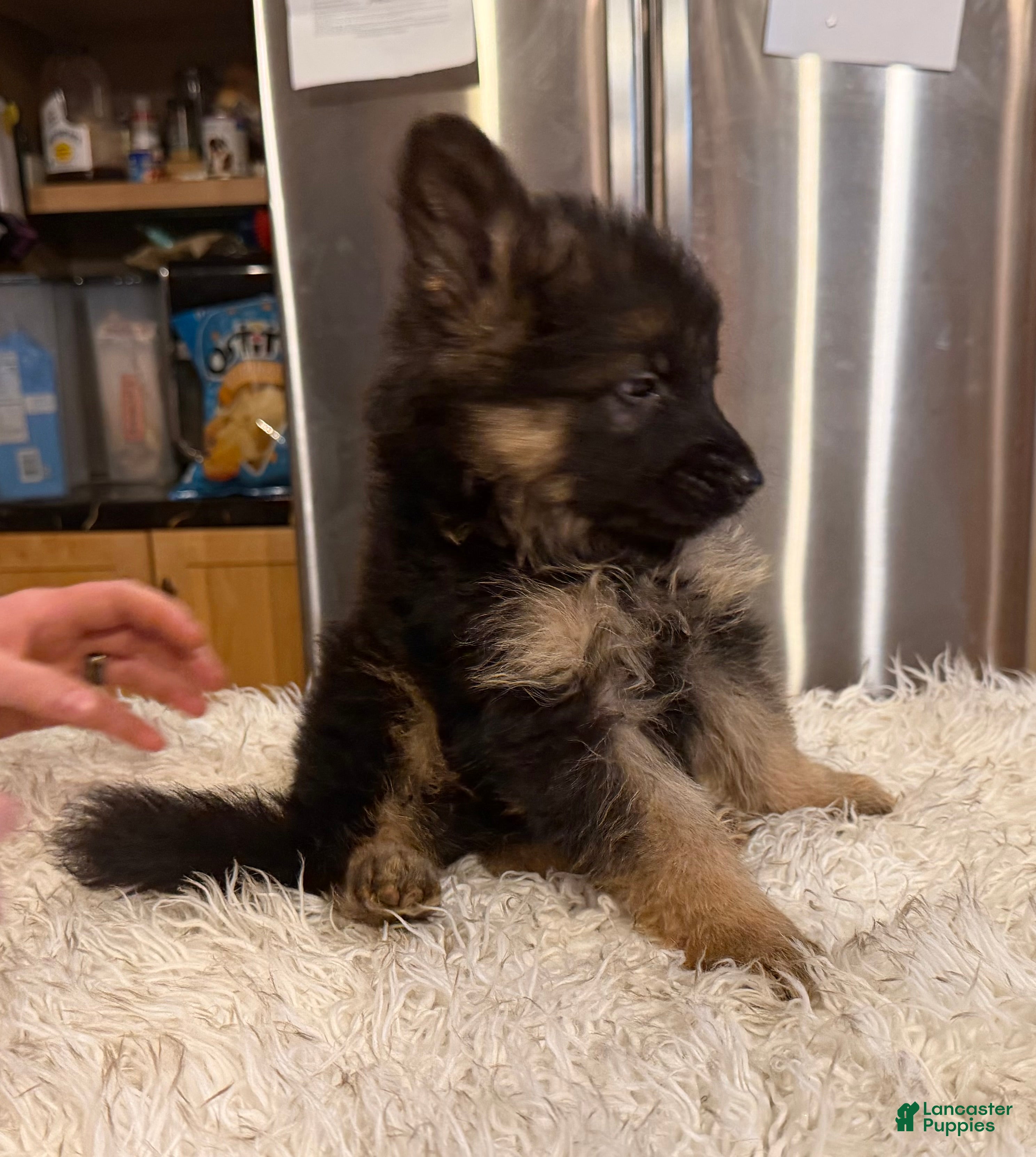 German Shepherd dogs Lh Champion bred import male - Ad 9