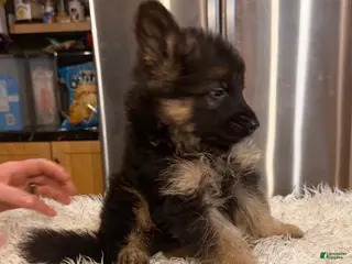 German Shepherd dogs Lh Champion bred import male - Ad 15